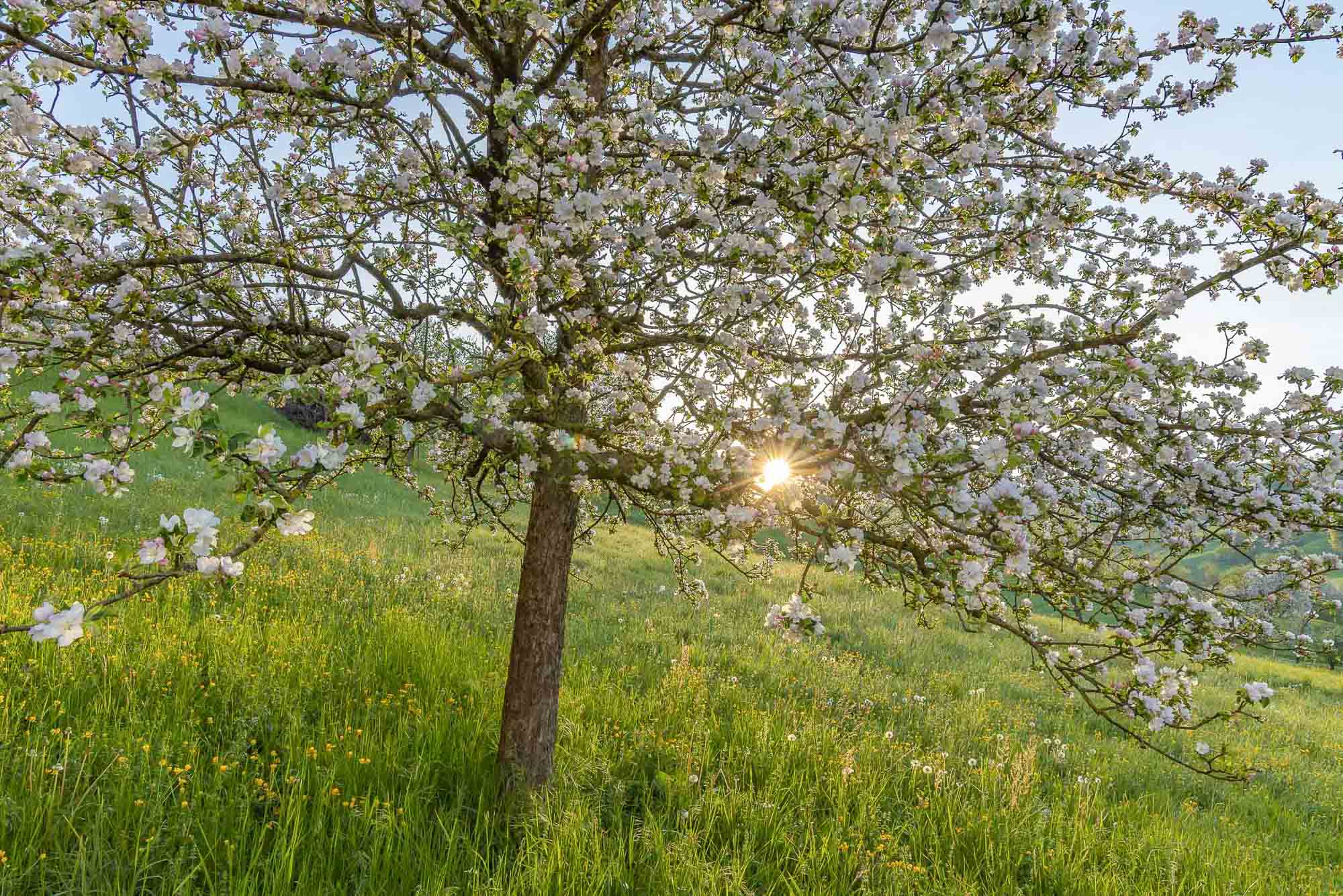 Morgens in der Rebmatt